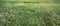 The horizontal background of a lawn with bald spots