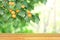 Horizontal banner with Apricot tree branch with ripe fruits  and empty wooden table top