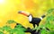 Horizontal banner with beautiful colorful toucan bird