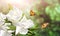 Horizontal banner with beautiful magnolia flowers
