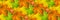 Horizontal banner, colored autumn leaves