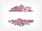 Horizontal banner decorated with blooming garden English roses. Botanical backdrop with gorgeous flowers and place for