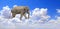 Horizontal banner with elephant above clouds