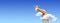 Horizontal banner with giraffe above clouds