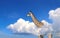 Horizontal banner with giraffe above clouds