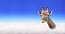 Horizontal banner with giraffe above clouds. Cute giraffe in the sky. Fantastic scene with huge giraffe coming out of the cloud