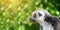 Horizontal banner with Ringtailed lemur