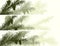 Horizontal banner of spruce branch.
