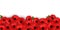 Horizontal banner template with red poppy flowers on a white background. Remembrance day concept. Vector illustration