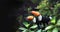 Horizontal banner with two beautiful colorful toucan birds on a branch in a rainforest