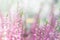 Horizontal blurred botanical background with heather flowers in sparkles and bokeh effect. Copy space