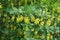 Horizontal branch of Berberis vulgaris with pendulous yellow flowers