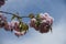 Horizontal branch of blossoming sakura with double pink flowers against blue sky