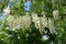 Horizontal branch of Robinia pseudoacacia with lots of white flowers in May