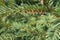 Horizontal branch of yew with cones in spring