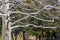 Horizontal branches without leaves of old plane tree in park.