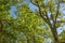 Horizontal branches with new green leaves against a clear blue sky