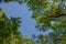 Horizontal branches with new green leaves against a clear blue sky