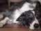 Horizontal close up of Border collie dog taking a nap.