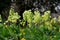 Horizontal close up of cowslip or primrose, Primula veris
