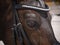 Horizontal close up of dressage horse`s eye with leather halter with small diamond details on it.