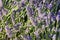 Horizontal close-up of lavender spikes in a field