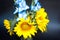 Horizontal close-up picture of beautiful bouquet of blue gladioli and flowers of sunflower, glass vase of flowers on black