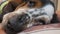 Horizontal close up shot of an English Setter\'s muzzle laying on a blanket