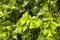 Horizontal Close-up view of Acalypha wilkesiana plant with vibrant green leaves. Horizontal High-quality photo