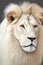 Horizontal close-up view of a picture of a beautiful old white male lion