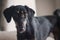 Horizontal closeup of a black floppy eared saluki puppy that looks straight at the camera