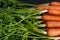 Horizontal closeup of bunch of carrots