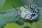 Horizontal closeup on a colorful nymph of the Southern green shieldbug, Nezara viridula sitting on a green leaf