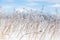 Horizontal closeup of dried grasses encased in ice after ice storm