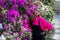 Horizontal closeup photo of a beautiful girl on a background of bright azalea flowers