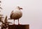 Horizontal closeup shot of a white Seagull on a rainy day perched on a fence