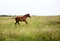 Horizontal color image foal running on the field