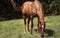 Horizontal color image horse mare grazing in a green meadow.