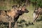 A horizontal, colour image of a pack of African wild dogs, Lycaon pictus, or painted wolves, on the hunt in the Okavango Delta, B