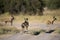 A horizontal, colour image of three African wild dogs, Lycaon pi