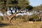 A horizontal, colour photograph of a lone male lion, Panthera le