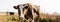 Horizontal crop of cow looking at