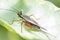 horizontal cropped Colored close up head focus of a cricket while resting on a leaf