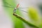 Horizontal cropped Colored close up head focus photo of a dragon