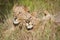 A horizontal, cropped colour photograph of two male lions, Panthera leo, resting together in front light in long green grass in t