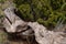 Horizontal of dead tree trunk and living cedar, Valley of Fire Recreation area near Carrizozo, NM