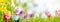 Horizontal Easter banner with eggs in a meadow