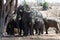 Horizontal elephants herd in the shape