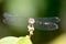 Horizontal full length Colored close up photo of a dragon fly he