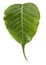 A horizontal green leaf of peepal tree